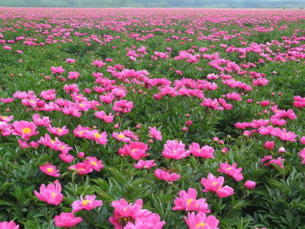 2015连云港市“乡村旅游”暨康缘集团首届芍药·金银花节即将启幕